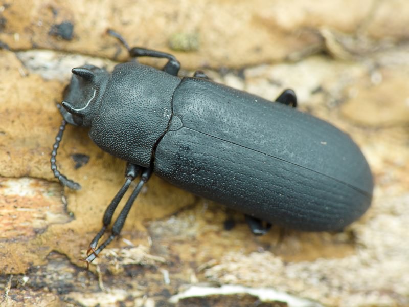 Cryphaeus cornutus (Fischer de Waldheim, 1823)